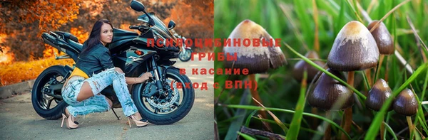 прущие грибы Рославль