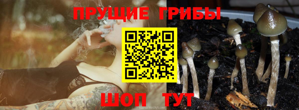 где купить   Вход с VPN  Галлюциногенные грибы Psilocybine cubensis  Изобильный  Псилоцибиновые грибы Psilocybe 